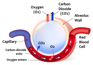 The process of respiration