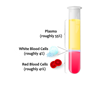 Blood - the fluid Blood - the fluid