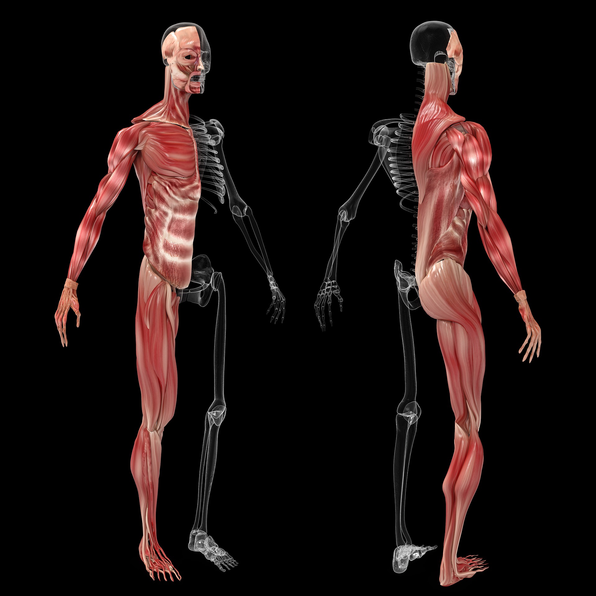 Fundamental Anatomy Fundamental Anatomy