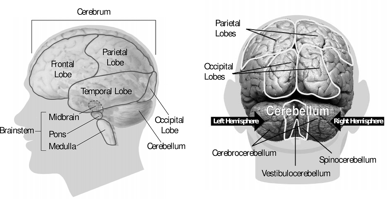 The Nervous System